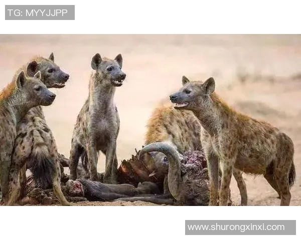 华斯兰德与标准烈日的激烈对决揭示足球战术的博弈与激情 华斯兰德与标准烈日的激烈对决揭示足球战术的博弈与激情